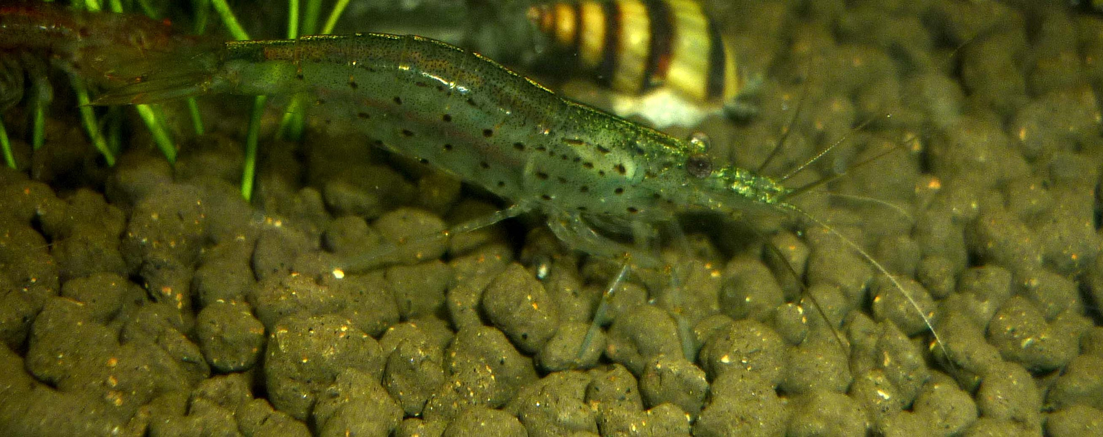 AMANO1