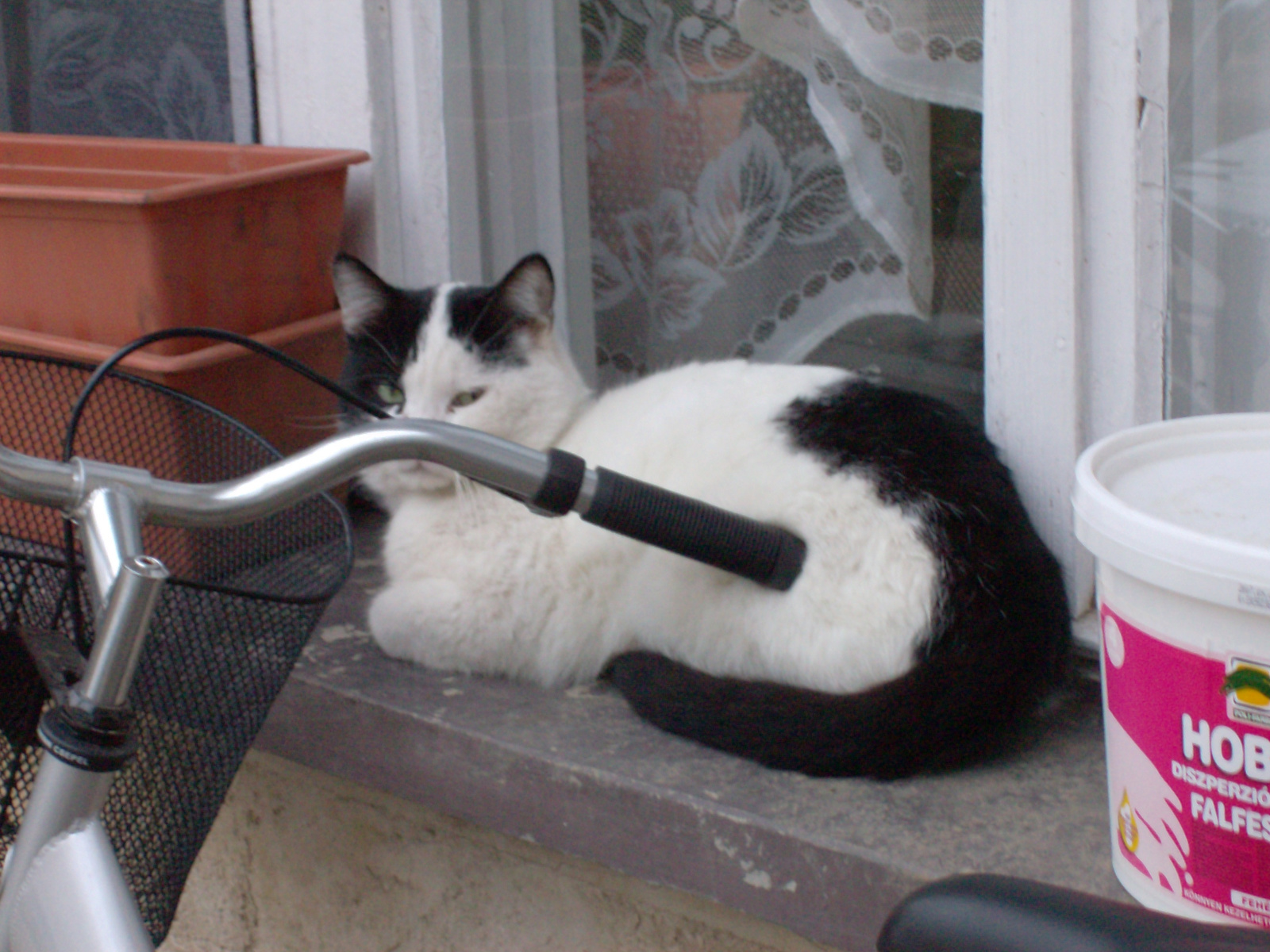 Figaro az ablakban