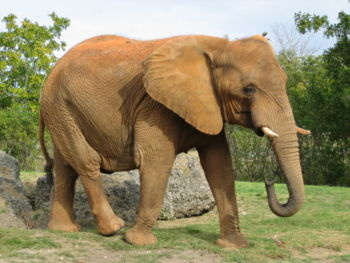 1259315848 elefant