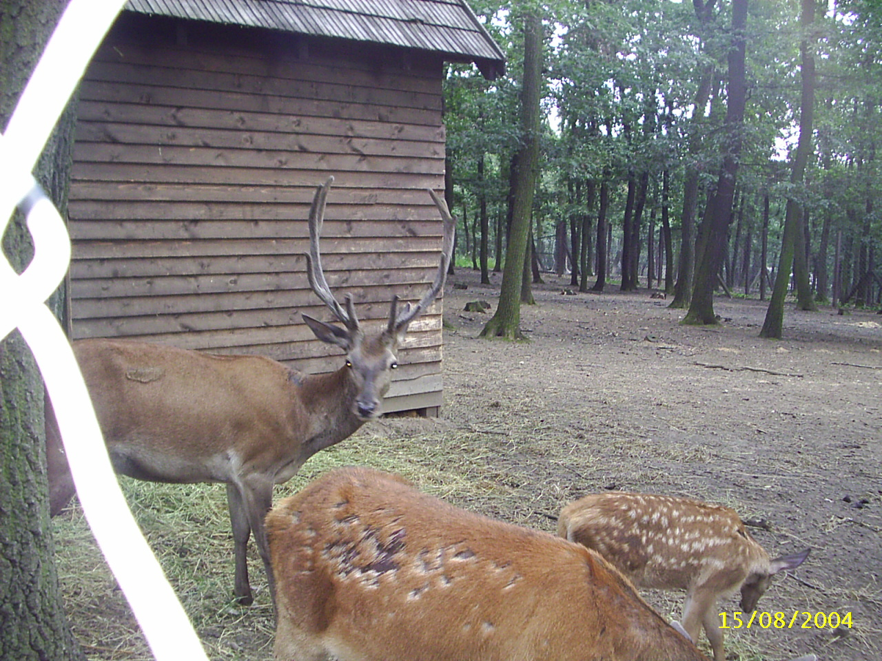 Budakeszi Vadaspark 029