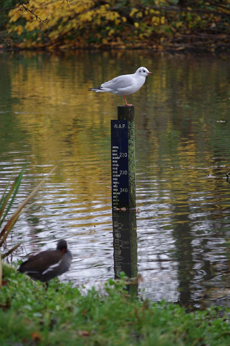 A Vondel park madarai