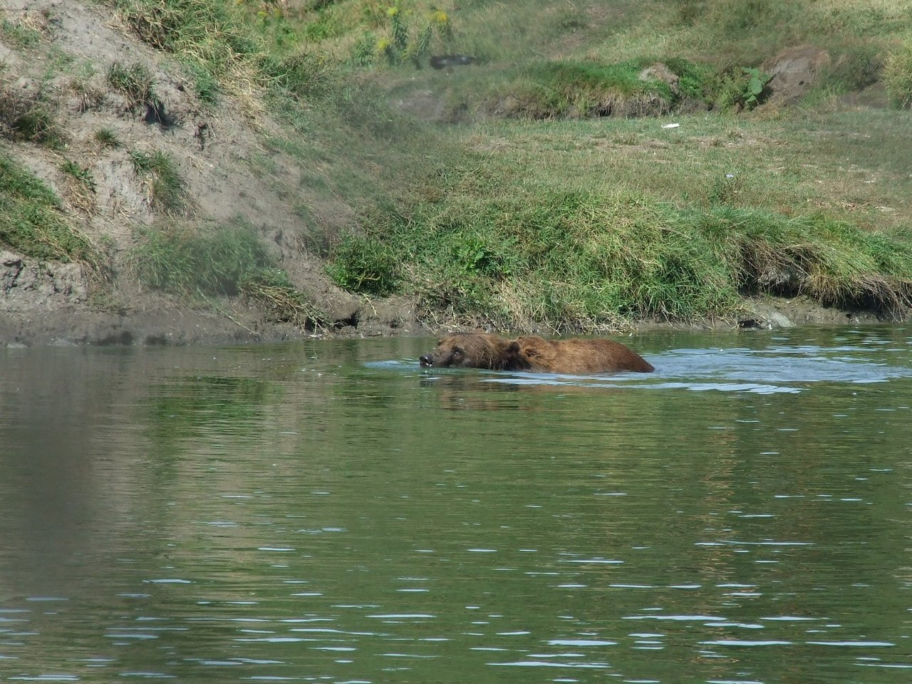 Veresegyházi Medvepark 17