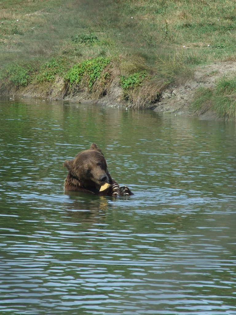 Veresegyházi Medvepark 21