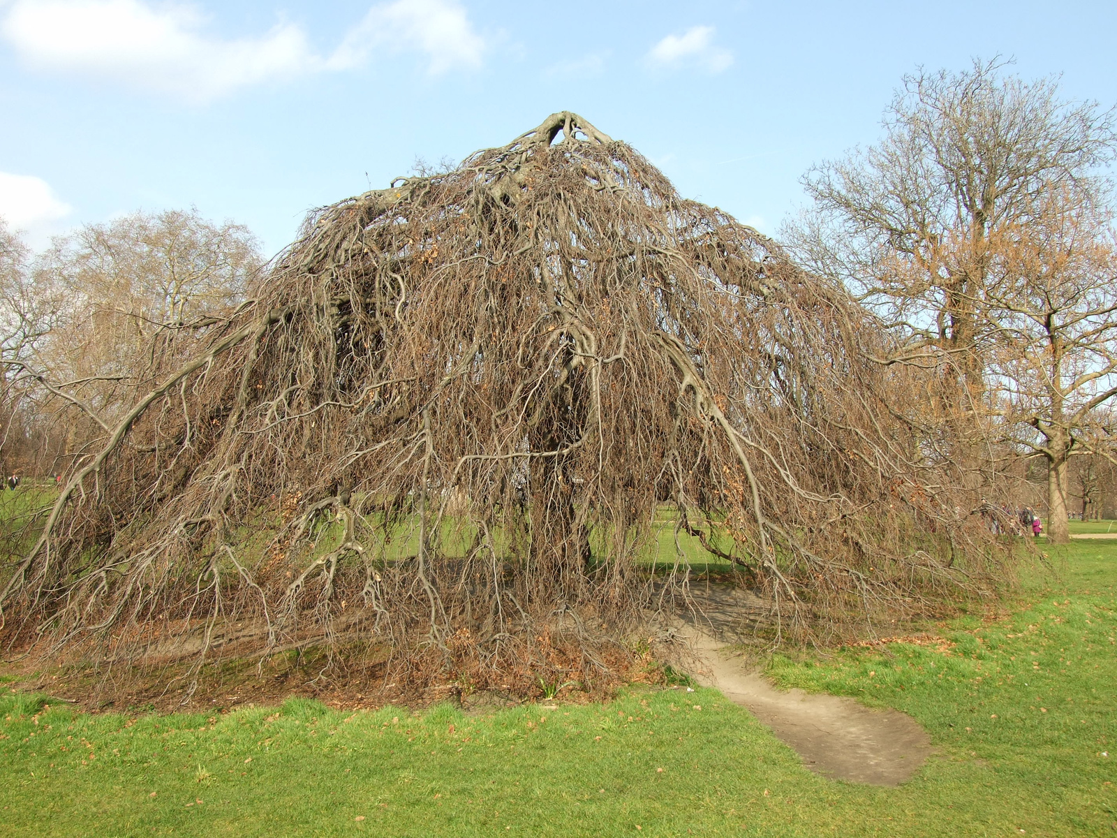 Érdekes fa, Hyde Park