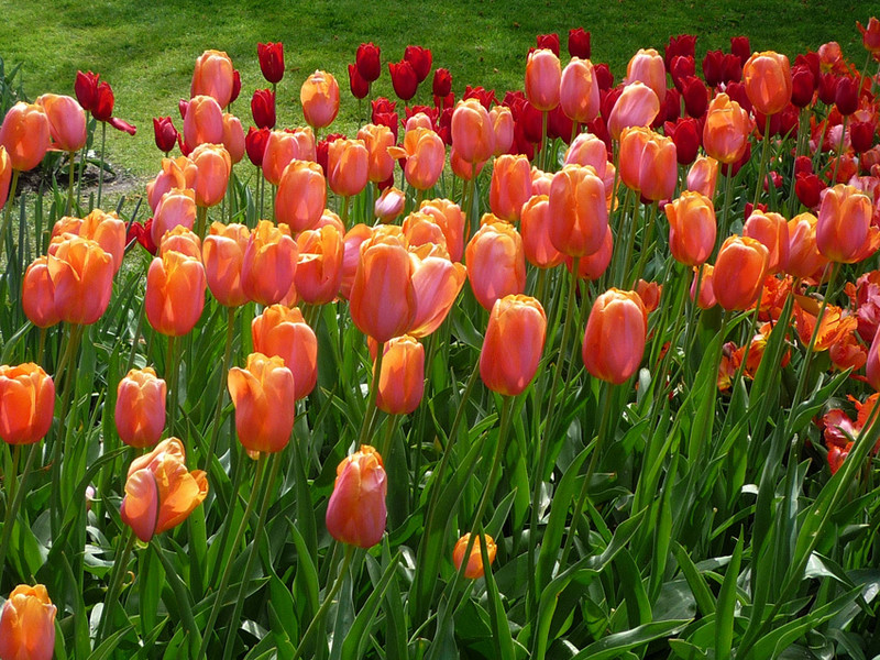 keukenhof 42