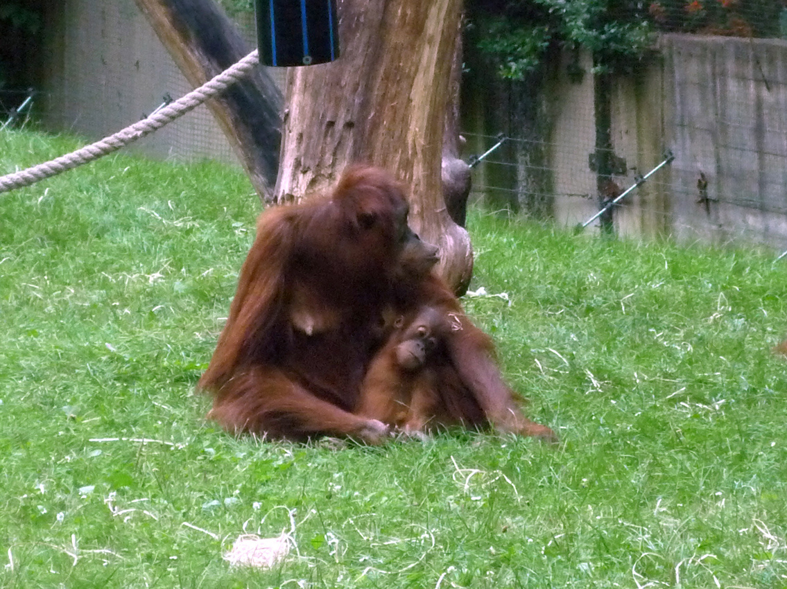 zoo 2 orangutan