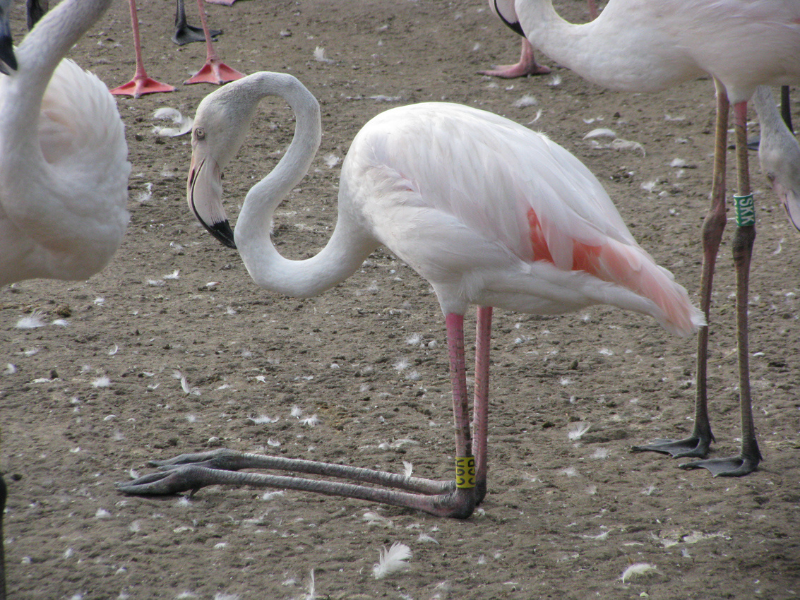 flamingópihenő