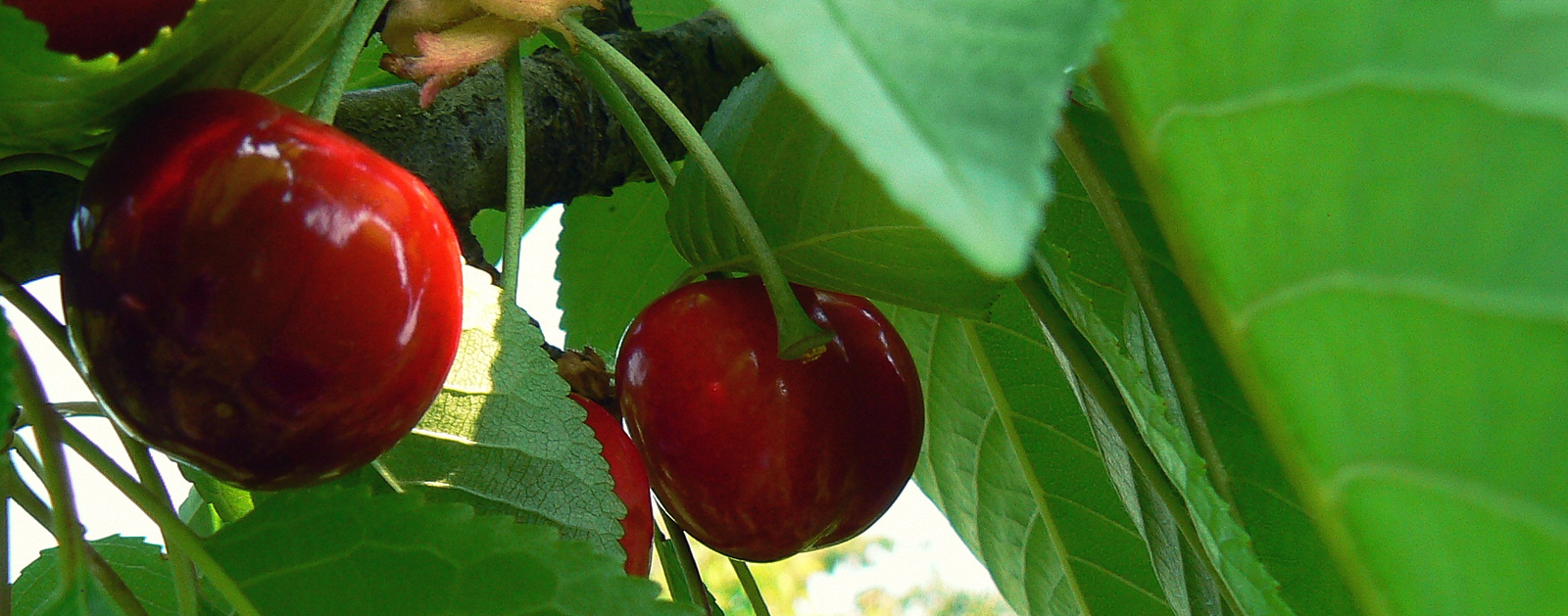 cherry