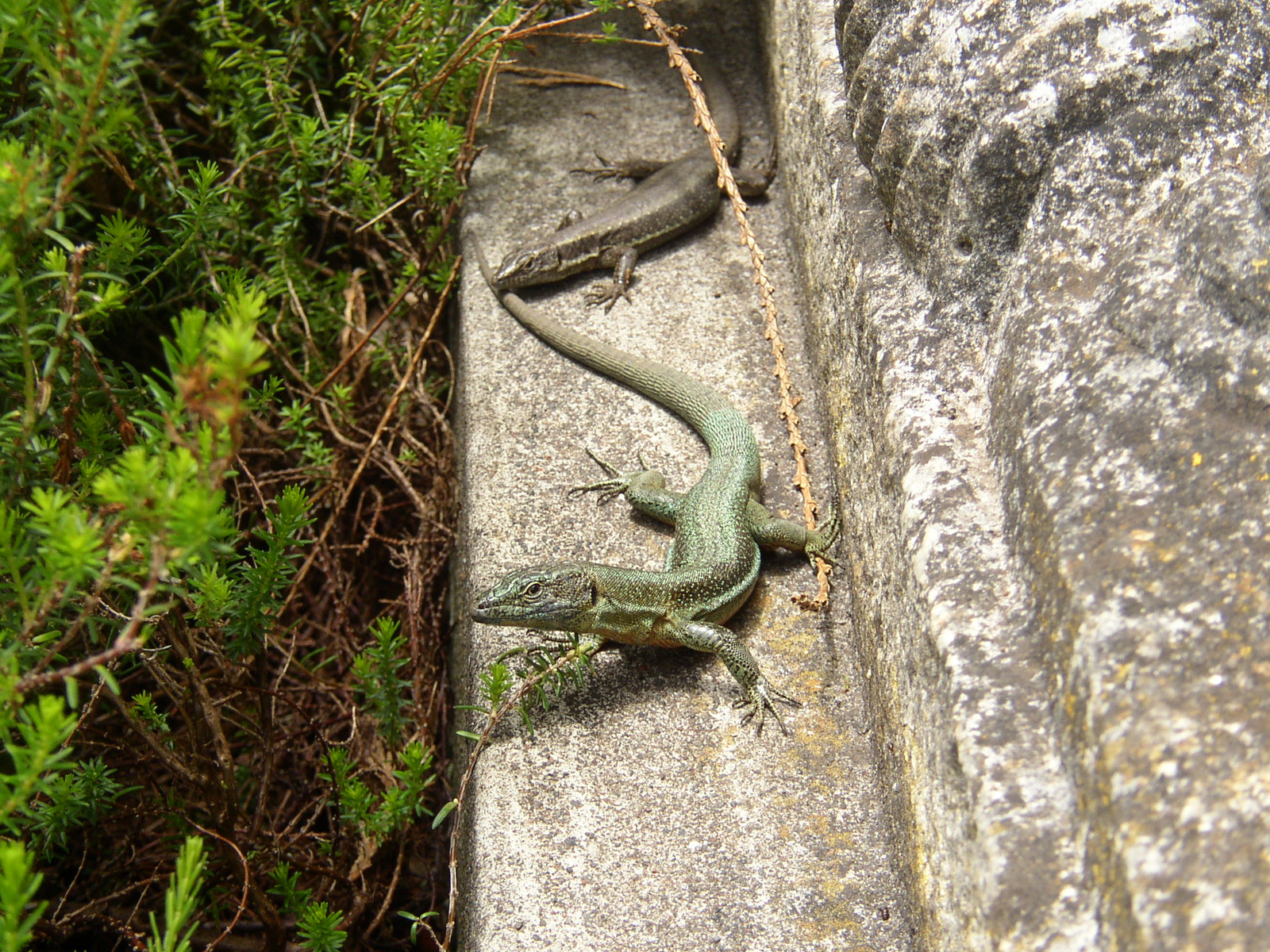 madeira2007 063