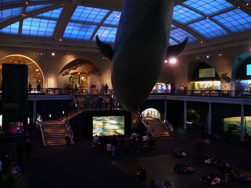 American Museum of Natural History - New York City