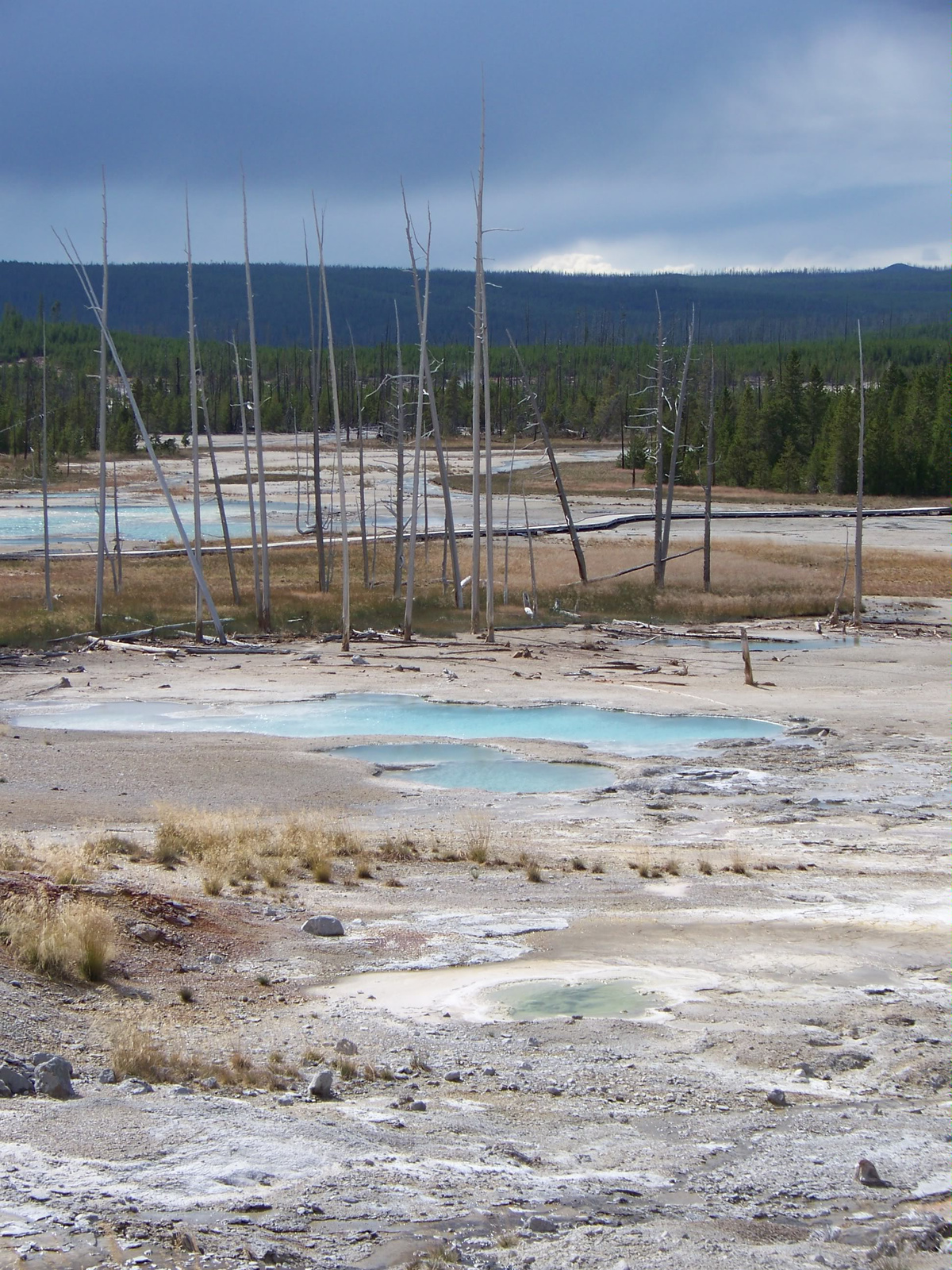 Yellowstone Norris back basin