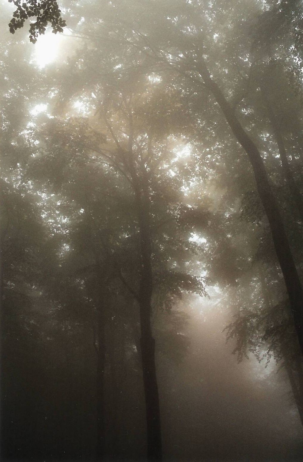 ködös erdő 1