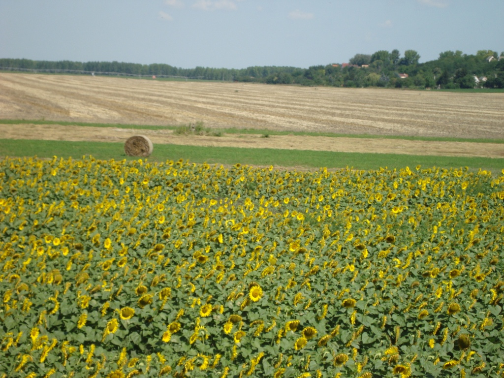 Napraforgók