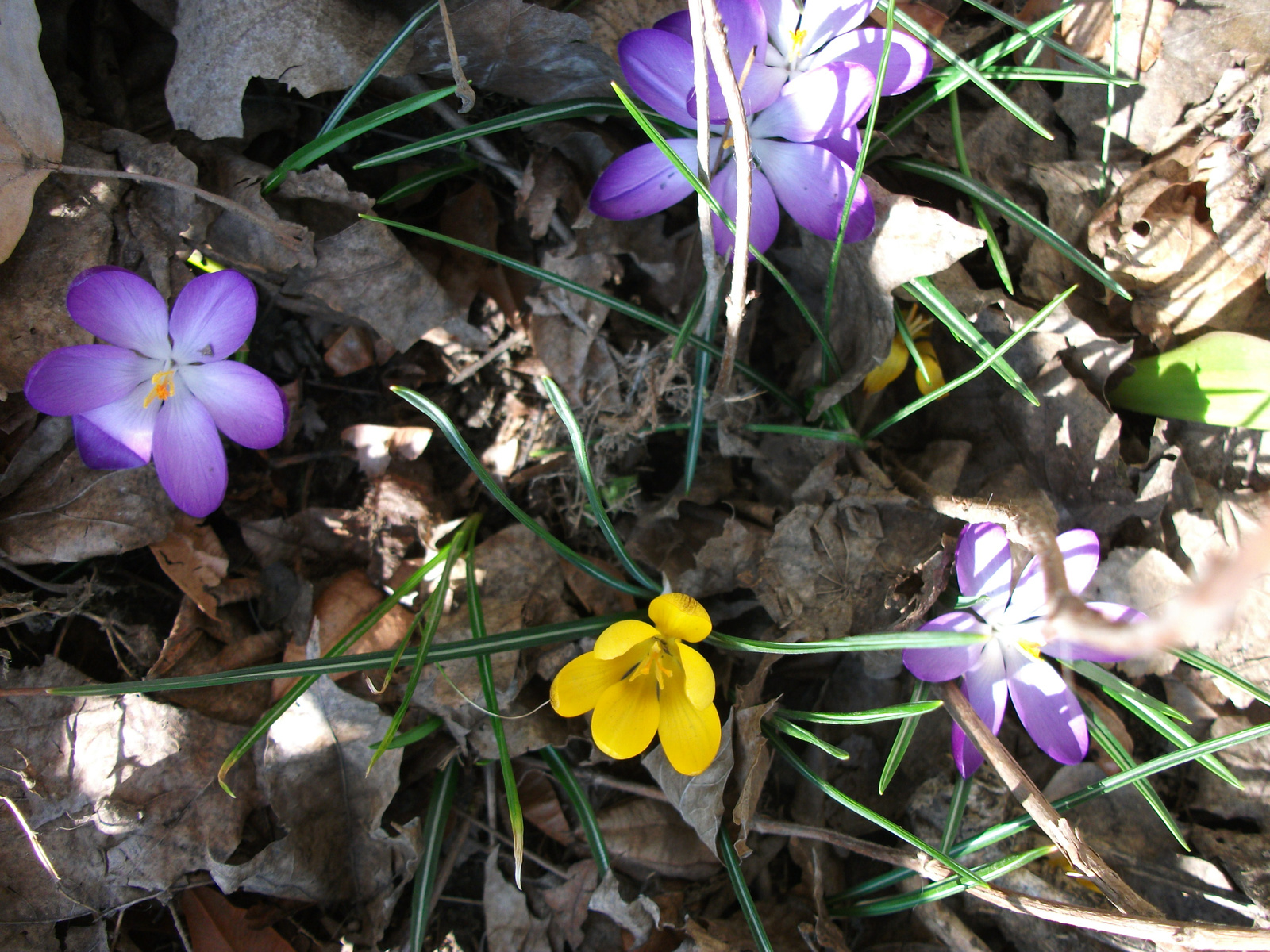 tavasz első napjai2010 03 19 (25)