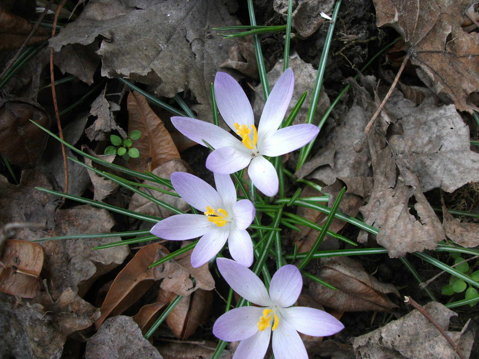 tavasz első napjai2010 03 19 (35)