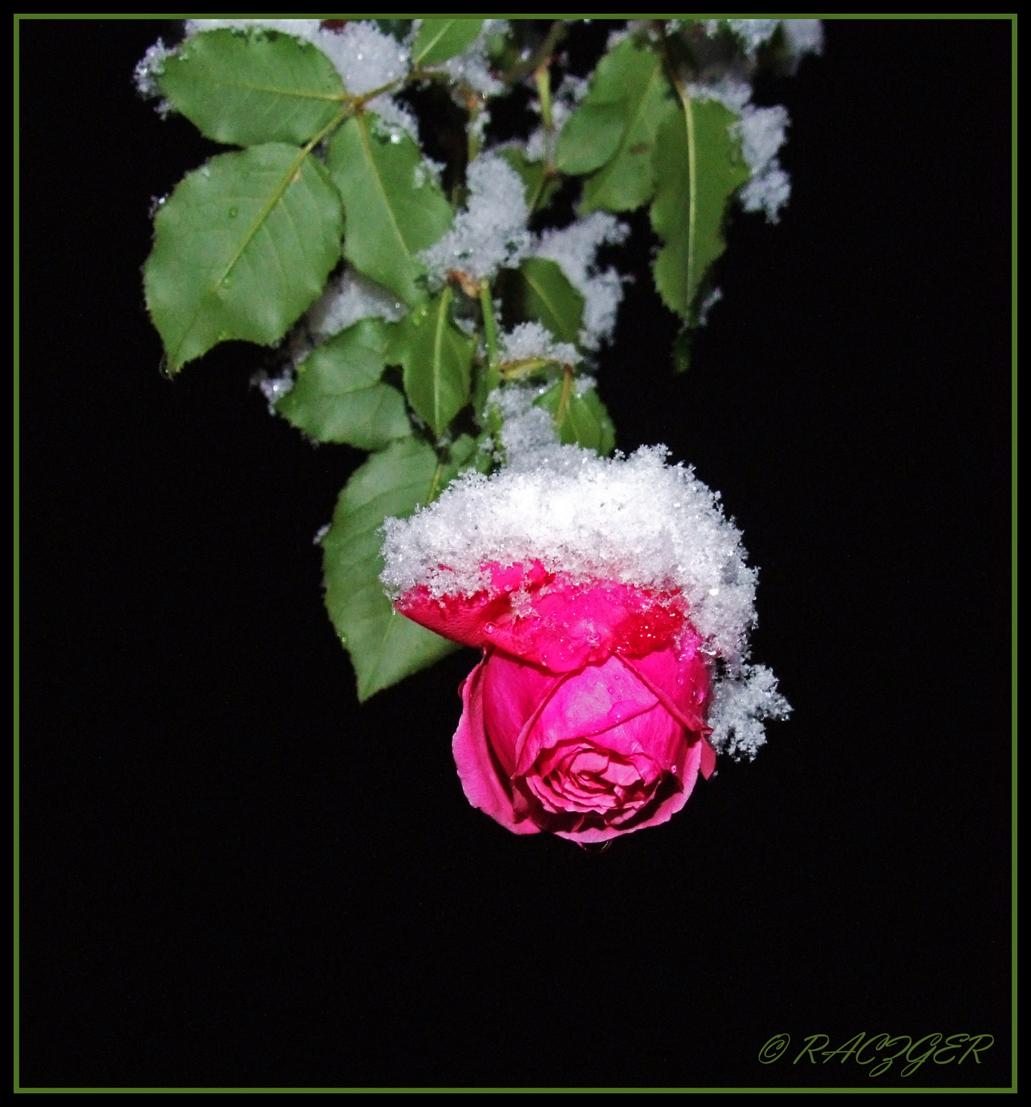 Rózsa a télben