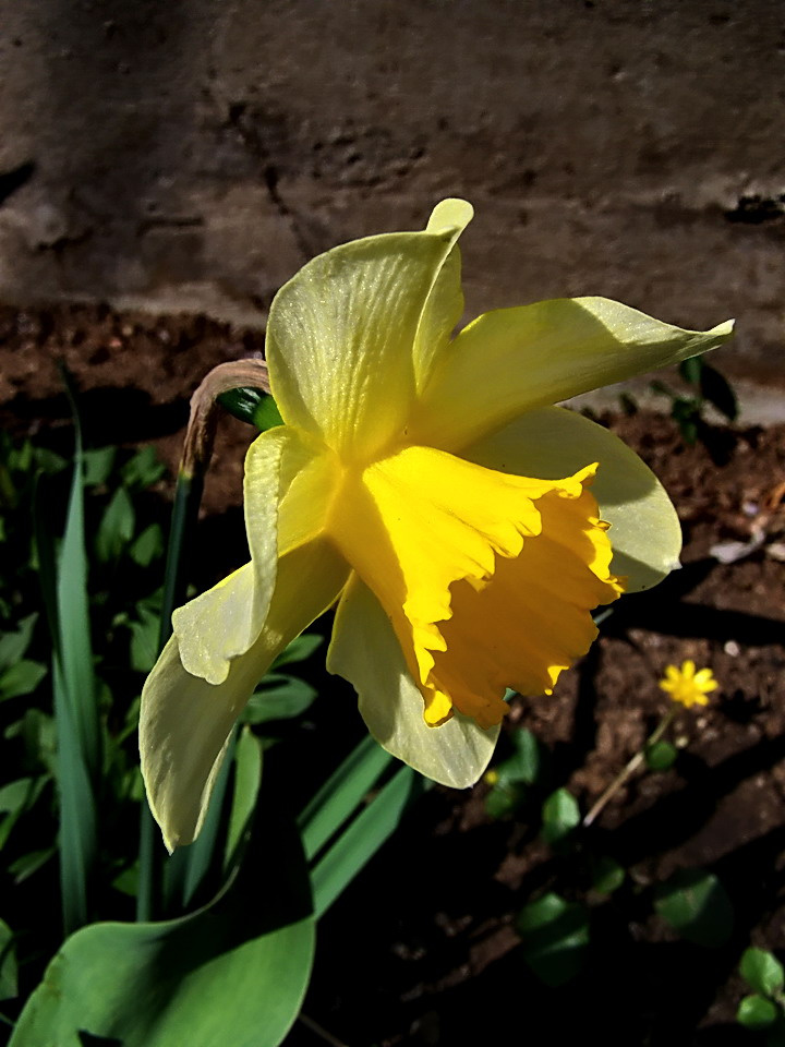 nárcisz, sárga profil