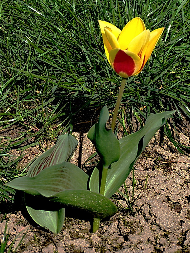 tulipán, egy szál a fű között