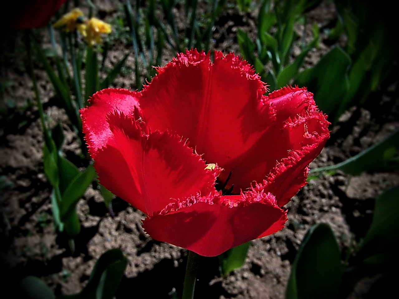 tulipán, cakkos és piros