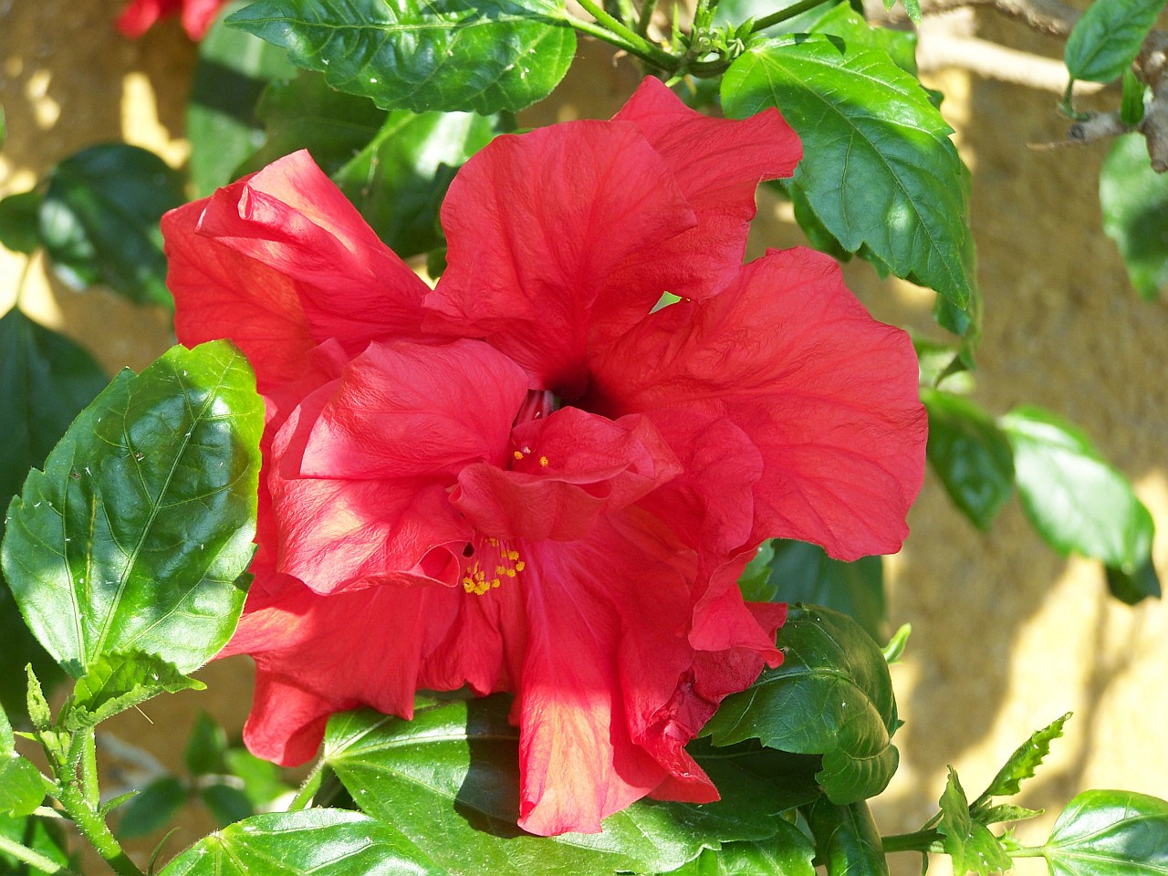 hibiszkusz, szép nagy vörös