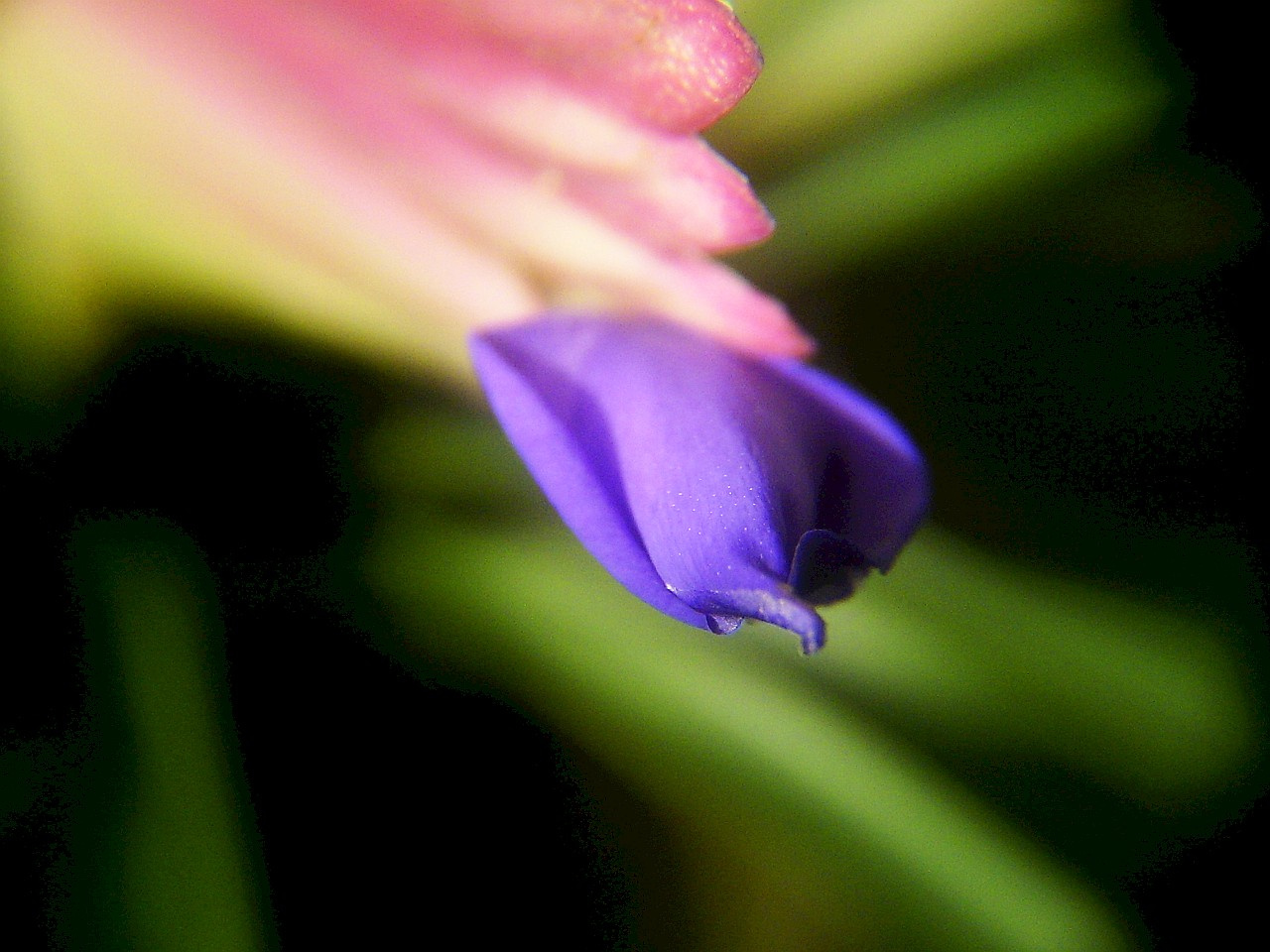 tillandsia, (szakállbromélia) a másik bimbó