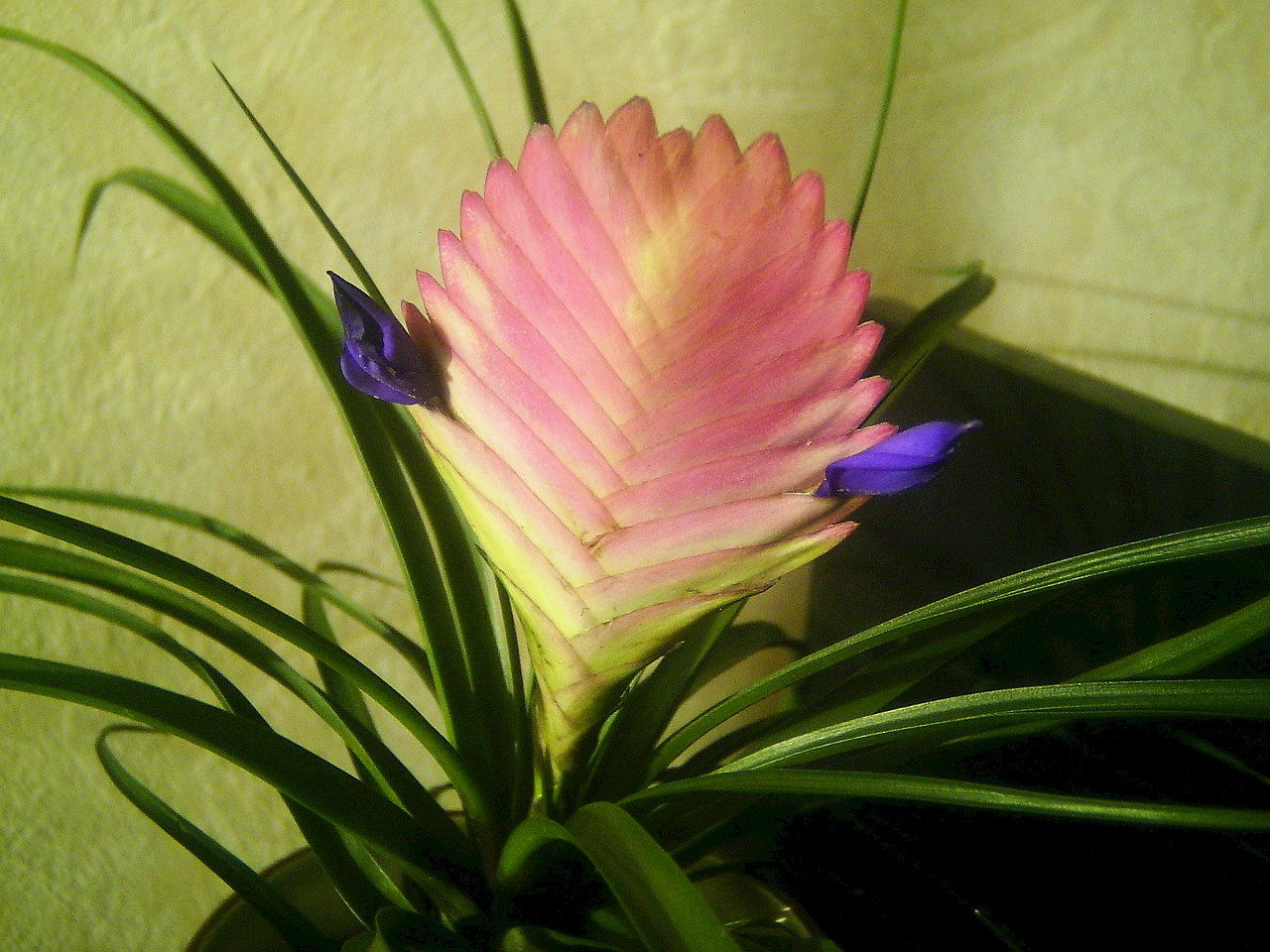 tillandsia, (szakállbromélia) füleske