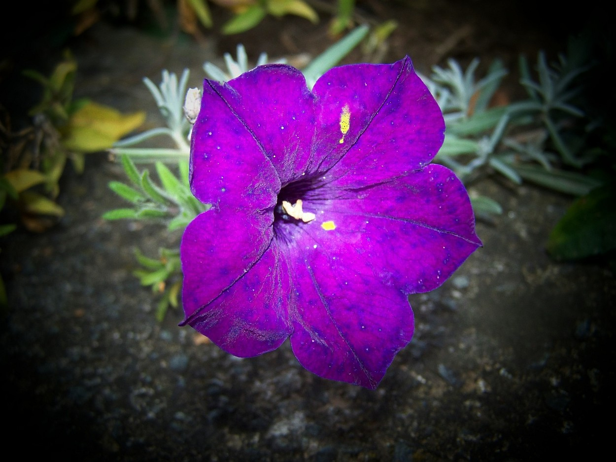 petunia, lila kék pettyekkel