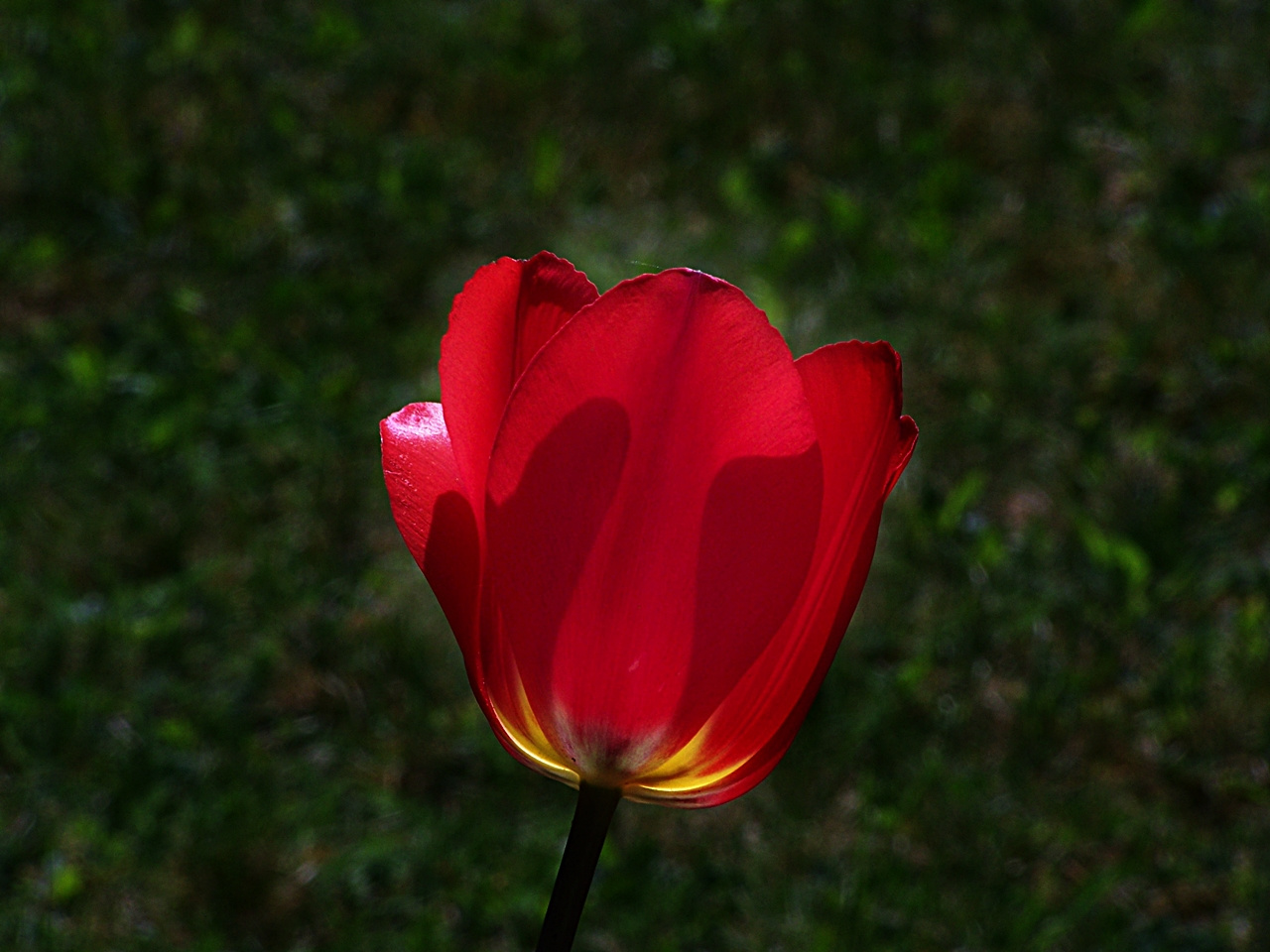 tulipán, Nap-lopó