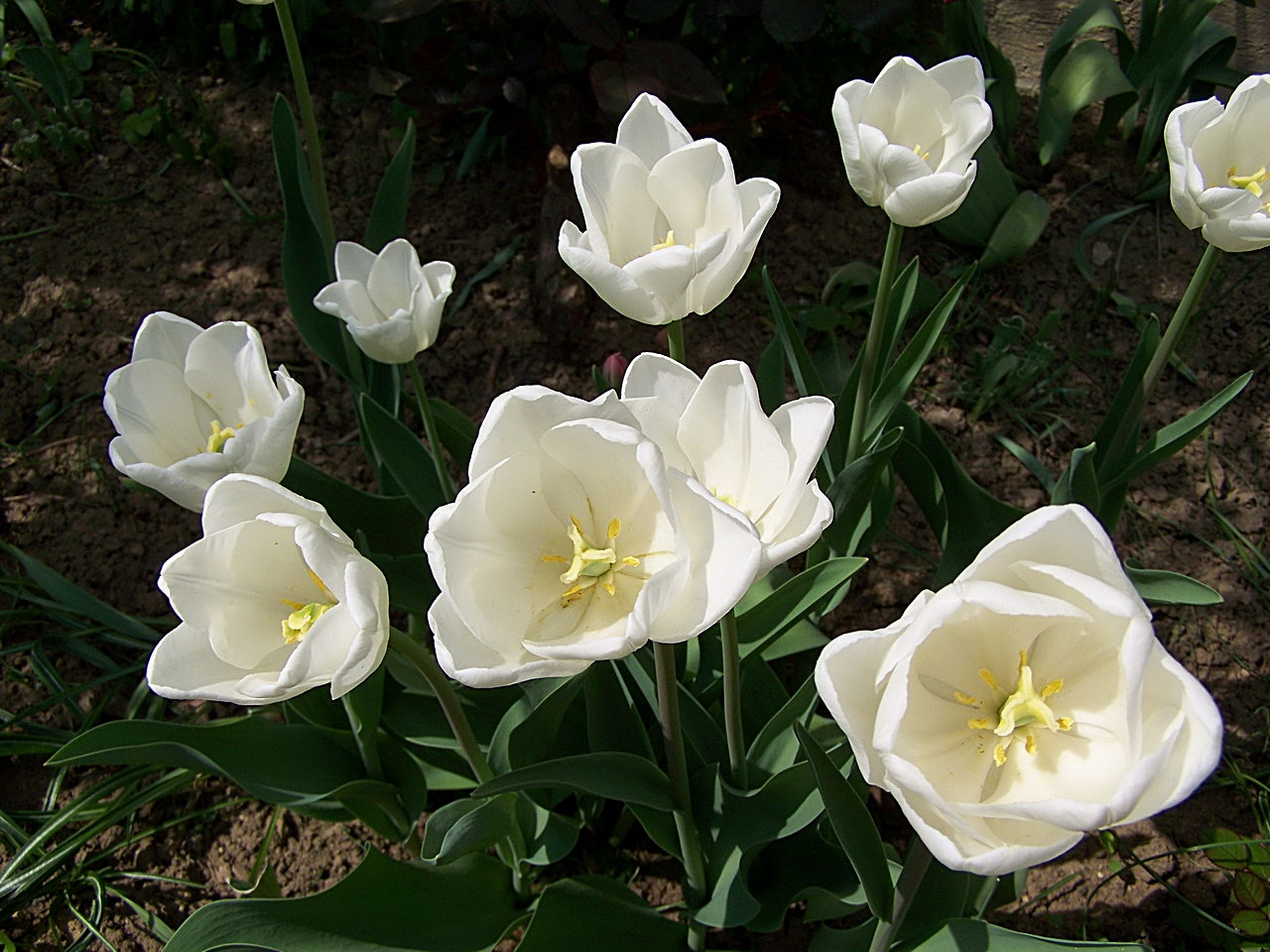 tulipán, nyolc és fél fehér