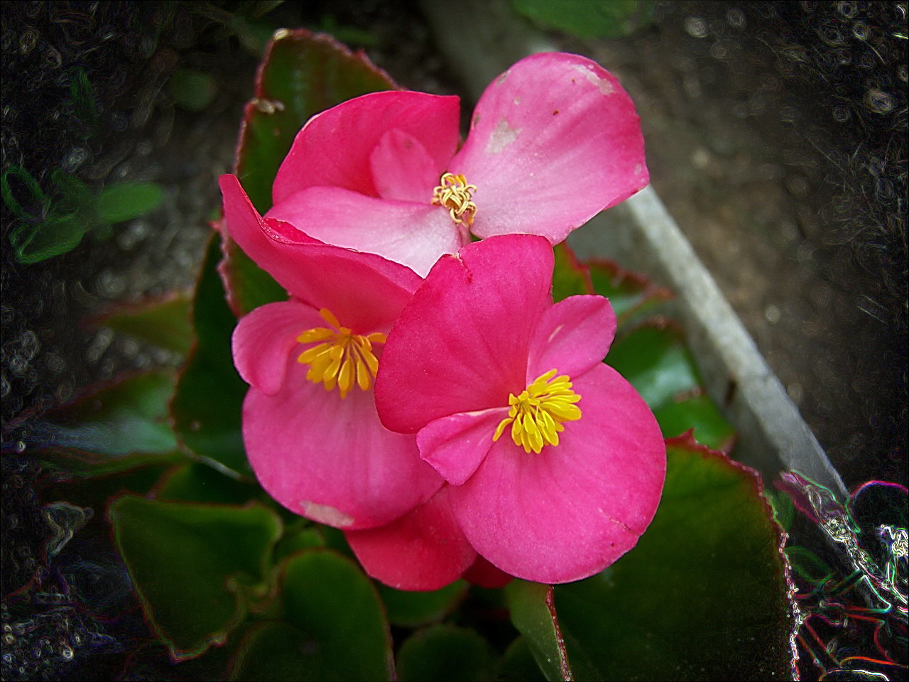különleges növények, rózsaszín jegecske