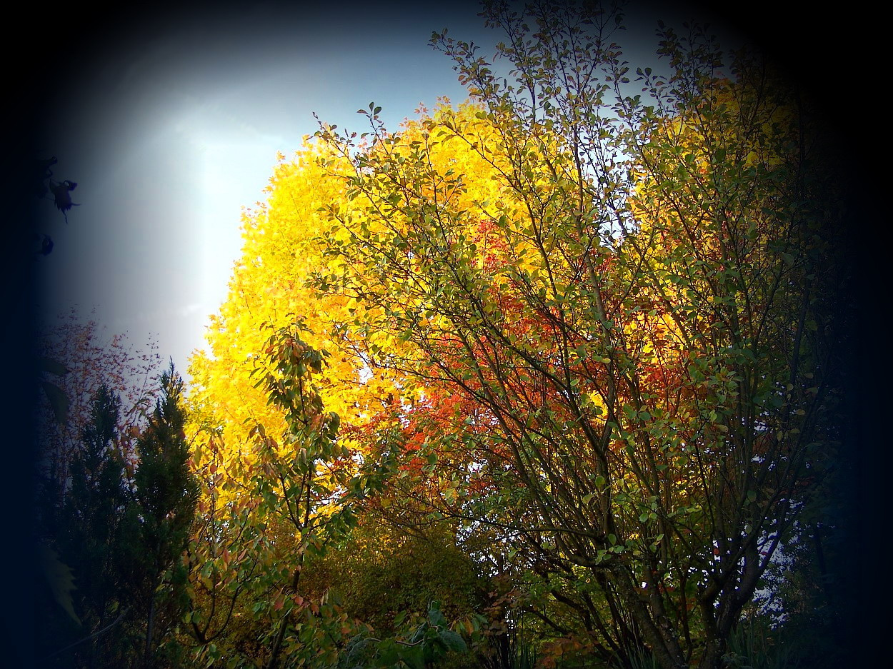 őszi színek, arany háttér