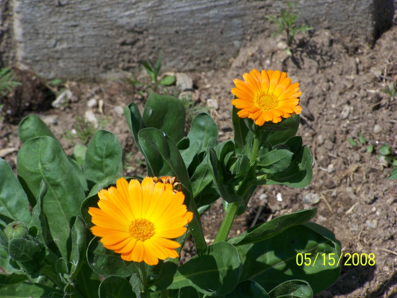 körömvirág, sárgák párban