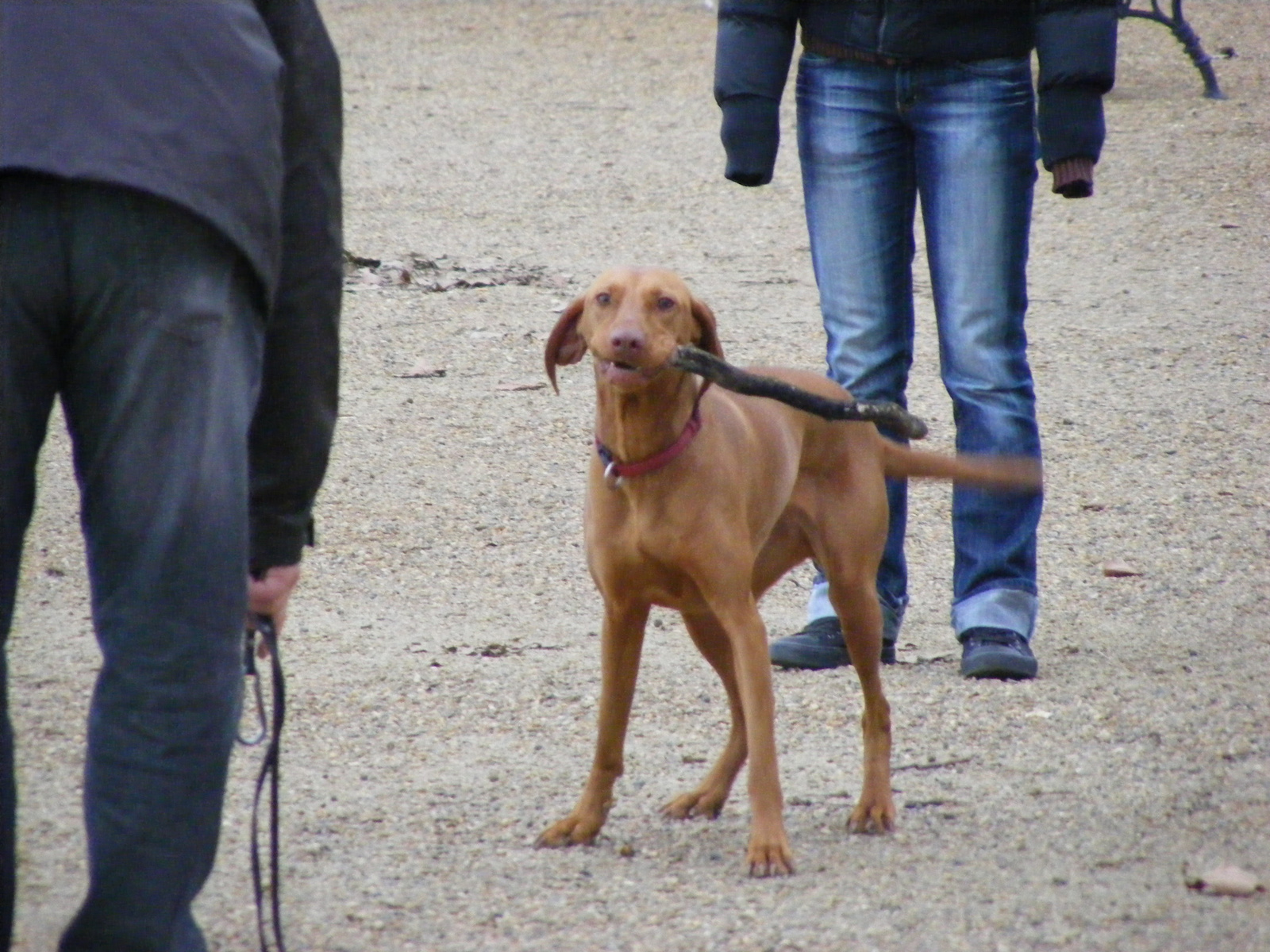 Véreb vizsla