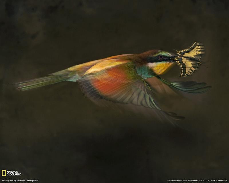 bee-eater-flight-1188997-080509-xl (Medium)