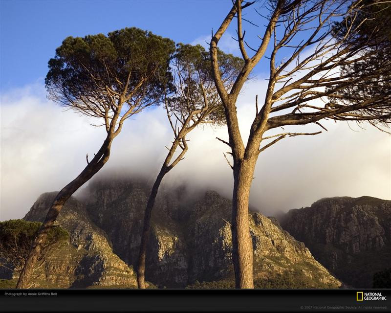 cape-town-trees-1053751-xl (Medium)