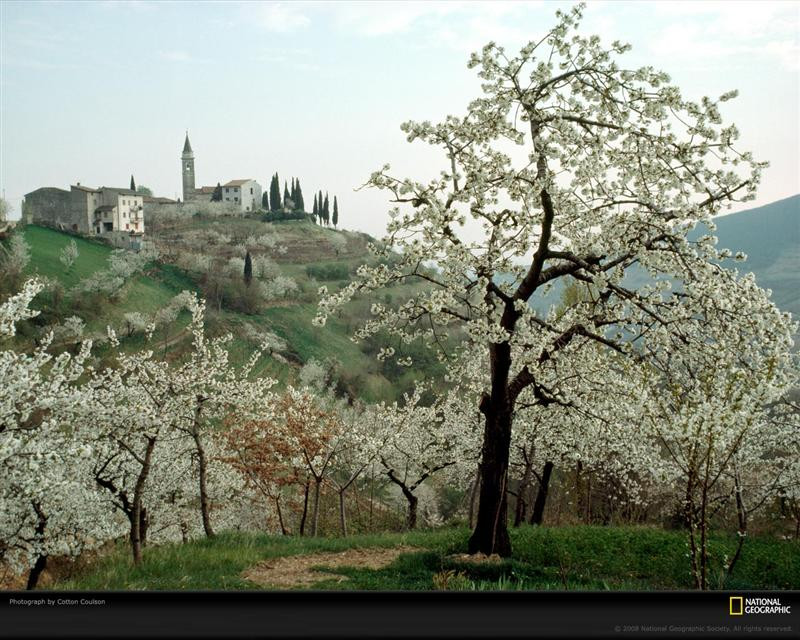 cherry-blossoms-italy-418887-xl (Medium)