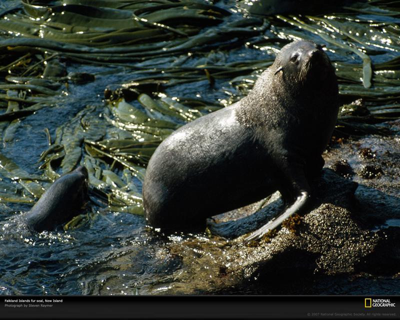 fur-seal-falkland-islands-442270-xl (Medium)