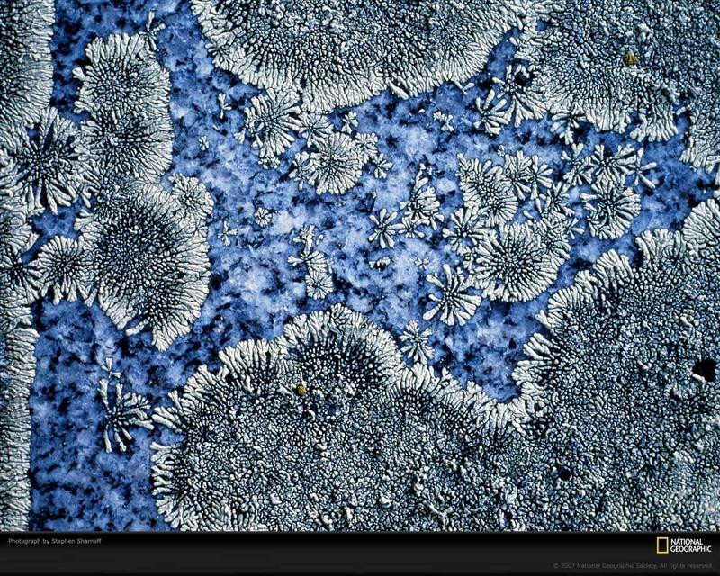 granite-lichens-399286-xl (Medium)