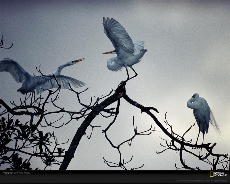 great-white-egrets-684670-xl (Medium)