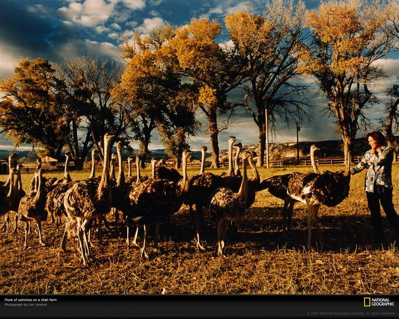 ostrich-farm-utah-521991-xl (Medium)