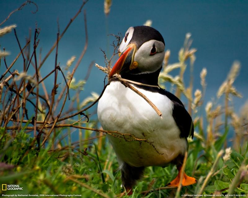 puffin-skomer-island-072809-xl (Medium)