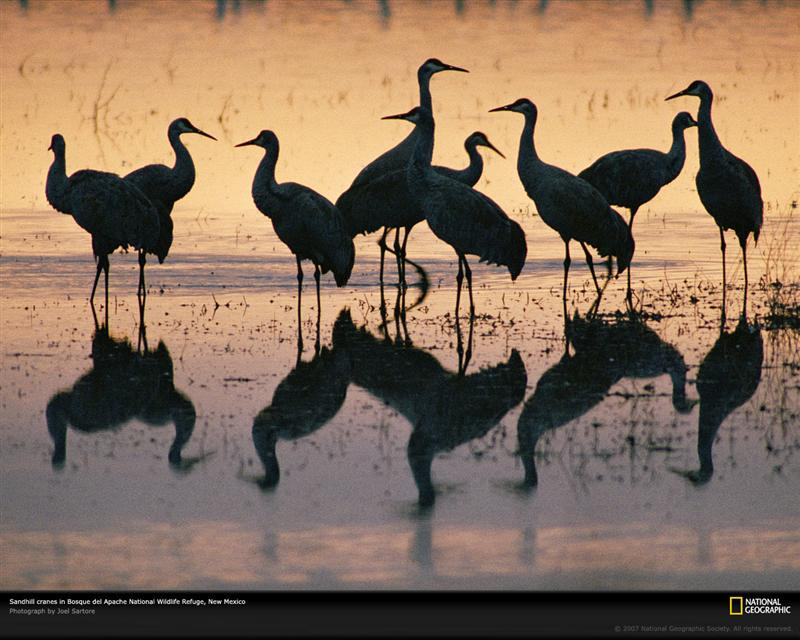 sandhill-cranes-reflection-499083-xl (Medium)