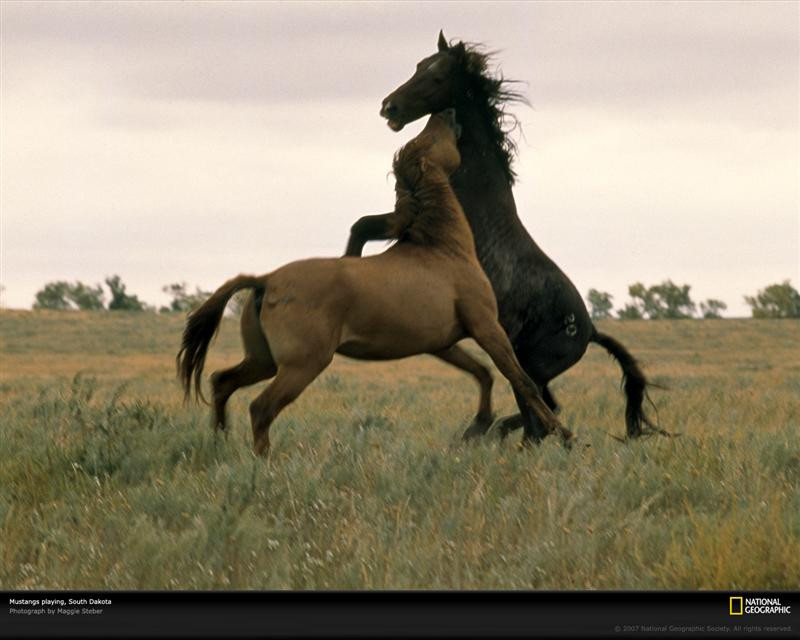 wild-mustangs-south-dakota-956789-xl (Medium)