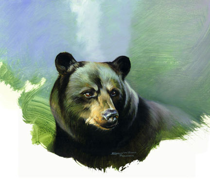 black-bear-portrait