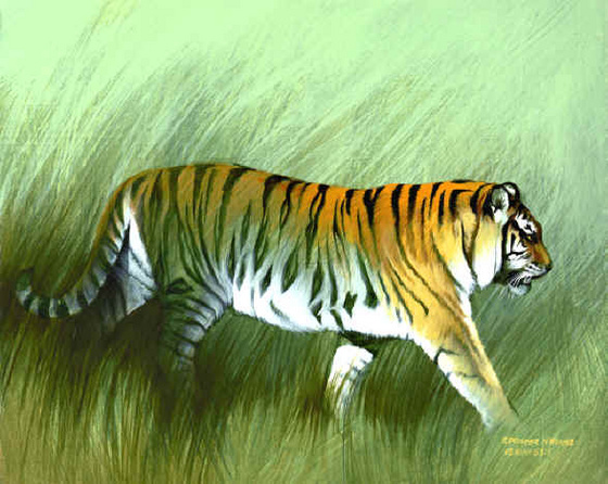 Stripes tiger copy