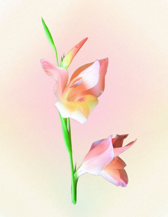 digitalflowersoft