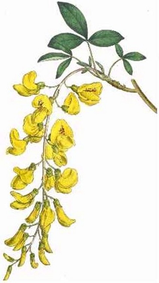 Laburnum alpinum (Medium)