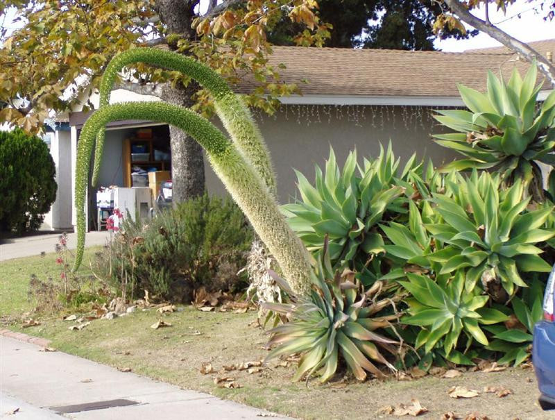 agave attenuata blooms (Medium)