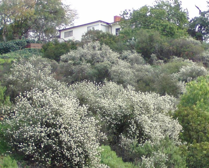 ceanothus hillside2 (Medium)