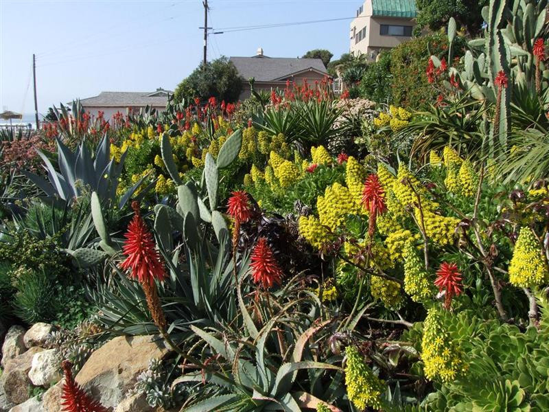 encinitas aloe aeonium garden1 (Medium)